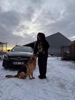 Duitse Herder Pups, Dieren en Toebehoren, België, Particulier, 8 tot 15 weken, Parvo