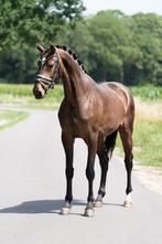 Bloedmooie 3 jarige merrie, Merrie, Dressuurpaard, 3 tot 6 jaar