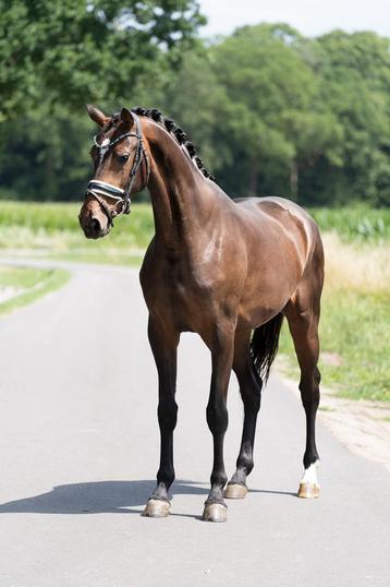 Bloedmooie 3 jarige merrie beschikbaar voor biedingen