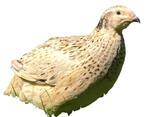 Japanse kwartels, Meerdere dieren, Overige soorten