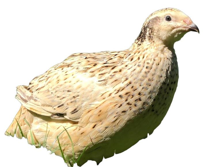 Japanse kwartels, Dieren en Toebehoren, Pluimvee, Overige soorten, Meerdere dieren