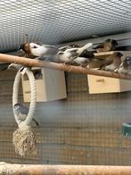 Japanse meeuwtjes. Koppels, en jongen van dit jaar., Dieren en Toebehoren, Vogels | Overige Vogels, Meerdere dieren, Tropenvogel
