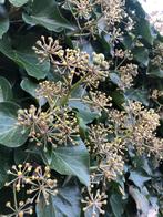 Klimop Hedera tbv kerststukjes decoratie in kerstboom, Diversen, Kerst, Ophalen, Nieuw