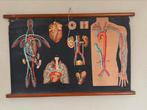 Antonio Vallardi schoolplaat bloedsomloop, Antiek en Kunst, Ophalen of Verzenden, Natuur en Biologie