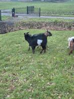 Dekbok te koop, Dieren en Toebehoren, Schapen, Geiten en Varkens, Mannelijk, Geit, 0 tot 2 jaar