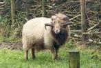 Quessant ram, Mannelijk, Schaap, 3 tot 5 jaar