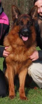 Duitse herder dekreu HD ED vrij IGP2 kkl, Dieren en Toebehoren, Honden | Herdershonden en Veedrijvers, Reu, 1 tot 2 jaar, Parvo