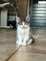 Lieve sociale in huis opgevoeden kittens, Meerdere dieren, Kortharig, 0 tot 2 jaar