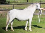 Twee brave en mooie drachtige Welsh sectie A merries, Dieren en Toebehoren, Pony's, Merrie, A pony (tot 1.17m)