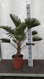 Trachycarpus wagnerianus Winterhard, Tuin en Terras, Ophalen, Overige soorten, Volle zon