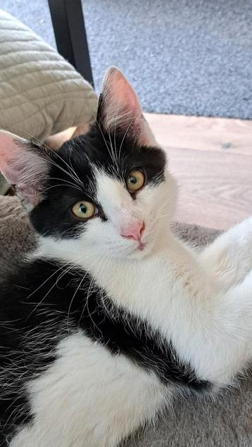 Kater Oreo geboren 5 mei 2025 beschikbaar voor biedingen