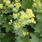 Alchemilla mollis, Vrouwenmantel, Ophalen, Lente, Vaste plant, Bodembedekkers