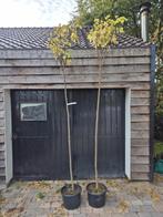 Catalpa bomen stamhoogte ca. 200 cm, Bloeit niet, Ophalen of Verzenden, 100 tot 250 cm, Volle zon