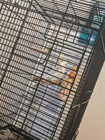 Jonge valkparkiet met kooi, Geslacht onbekend, Parkiet, Geringd