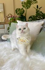 👑 EXCLUSIEVE VIVA VOGUE SILVER SHADED 💕, Dieren en Toebehoren, Poes, Met stamboom, 0 tot 2 jaar