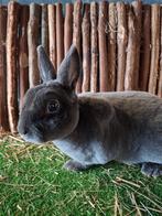 Rex dwerg blauw ram voedster jong, Meerdere dieren, Dwerg, 0 tot 2 jaar