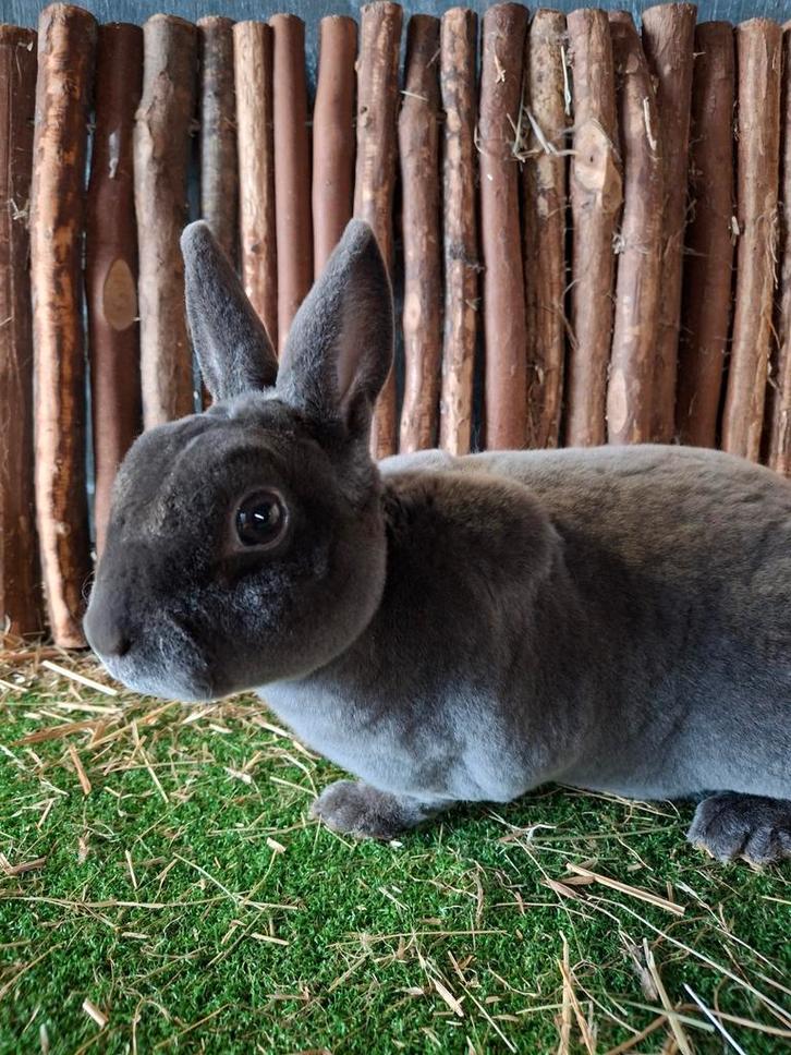 Rex dwerg blauw ram voedster jong, Dieren en Toebehoren, Konijnen, Dwerg, Meerdere dieren, 0 tot 2 jaar