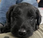 Puppys mini Labradoodle x Labradoodle/Australian Shepherd, Dieren en Toebehoren, Honden | Niet-rashonden, CDV (hondenziekte), 8 tot 15 weken