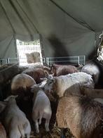 Deze schapen gaan morgen naar de kapper wol per vacht, Dieren en Toebehoren, Meerdere dieren, Schaap