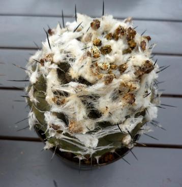 cactus - Copiapoa  beschikbaar voor biedingen