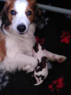 Nederlands Kooikerhond nestje pups, CDV (hondenziekte), 8 tot 15 weken, Meerdere, Nederland