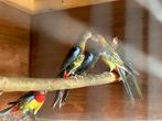 Pracht Rosellas mutatie zwart, wildkleur split voor zwart, Dieren en Toebehoren, Meerdere dieren, Parkiet