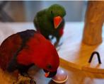 Lieve jonge mannelijke Edelpapegaai zoekt een nieuw thuis., Dieren en Toebehoren, Vogels | Parkieten en Papegaaien, Mannelijk