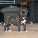 American bully xl pups met abkc stamboom, Dieren en Toebehoren, Honden | Dekreuen, HCC (leverziekte), 8 tot 15 weken, Meerdere
