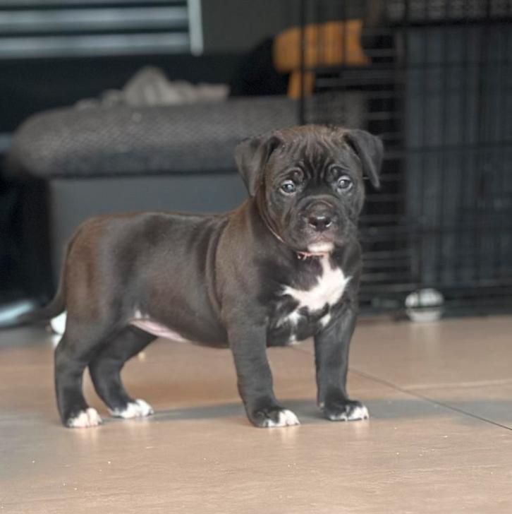 American bully xl pups met abkc stamboom, Dieren en Toebehoren, Honden | Dekreuen, Meerdere dieren, Fokker | Hobbymatig, Meerdere