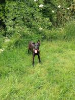 Mechelse herder/ Hollandse herder pup, Dieren en Toebehoren, Honden | Herdershonden en Veedrijvers, 15 weken tot 1 jaar, Teef