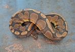 1.0 Redstrip 100%dh.lavender albino pied, Dieren en Toebehoren, Reptielen en Amfibieën, Slang