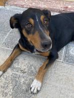 ACE: Balou is een goed hondje, klein van gestalte, Particulier, Rabiës (hondsdolheid), 15 weken tot 1 jaar, Reu