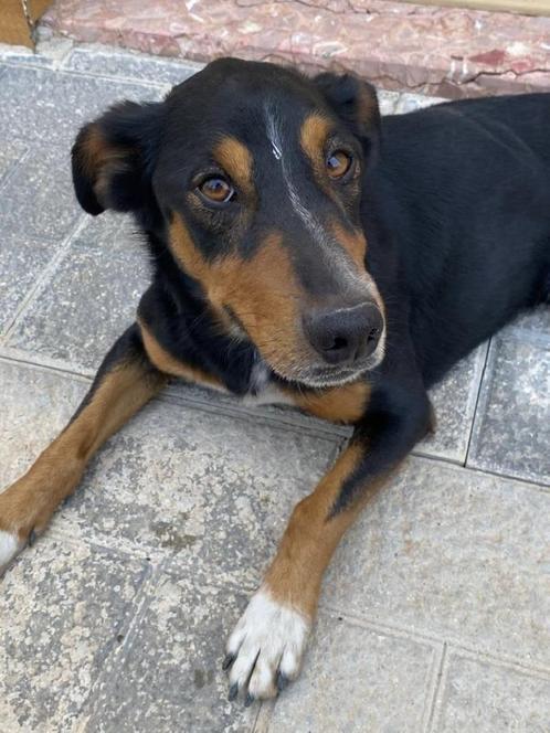 ACE: Balou is een goed hondje, klein van gestalte, Dieren en Toebehoren, Honden | Niet-rashonden, Middel, Reu, Particulier, Eén hond