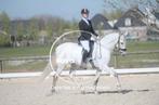 11 jarige PRE te koop, Ruin, Recreatiepaard, 11 jaar of ouder
