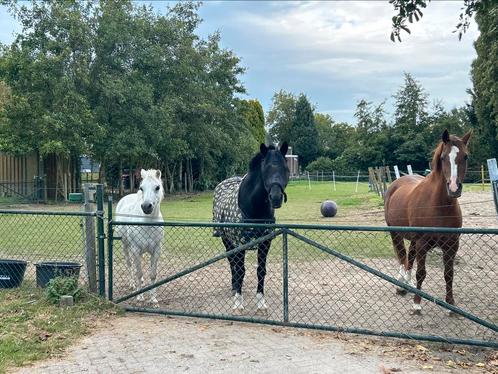 Hulp op stal gezocht, Dieren en Toebehoren, Paarden en Pony's | Overige Paardenspullen, Ophalen of Verzenden