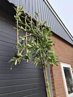 Lei laurier prunus laurier leiboom leibome lei portugese, Tuin en Terras, Planten | Bomen, Bloeit niet, Leiboom, Halfschaduw, Ophalen of Verzenden