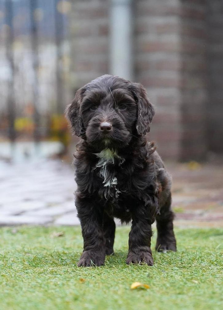 Labradoodle pups, Dieren en Toebehoren, Honden | Retrievers, Spaniëls en Waterhonden, Meerdere dieren, Fokker | Professioneel