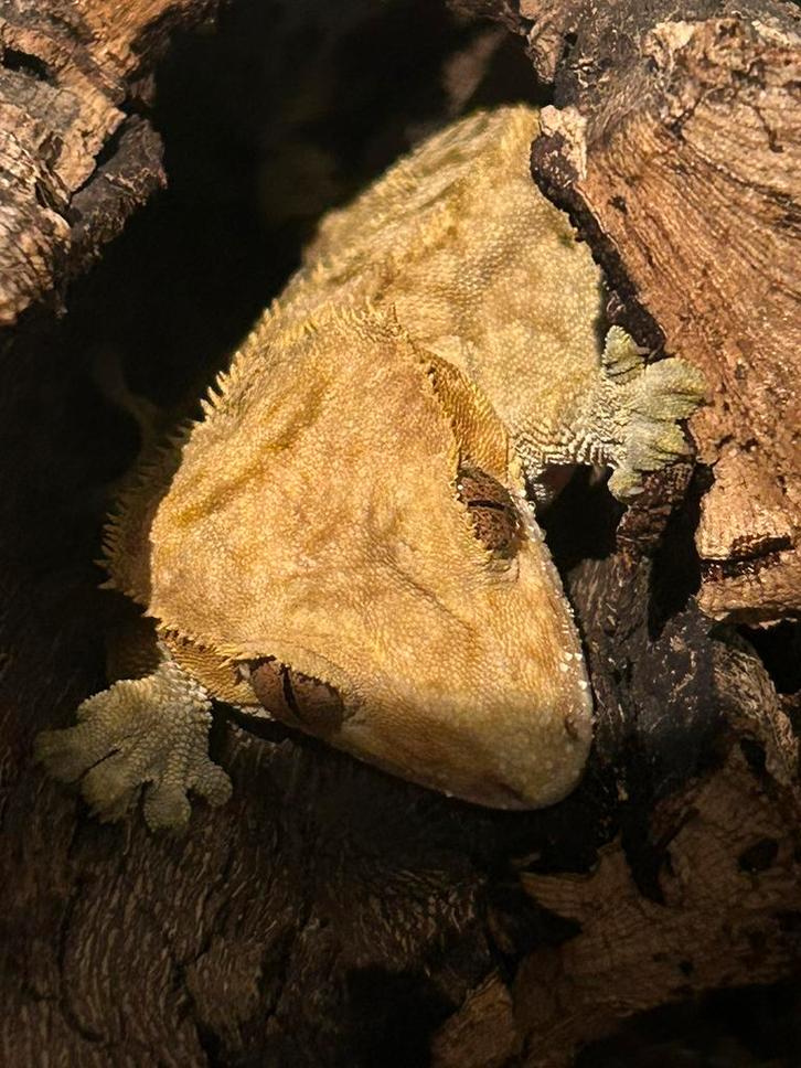 Brindle wimpergekko, compleet met terrarium en toebehoren, Dieren en Toebehoren, Reptielen en Amfibieën, Hagedis, 3 tot 6 jaar