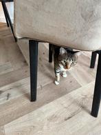Gratis Katertje 1 jaar oud, Dieren en Toebehoren, Kater