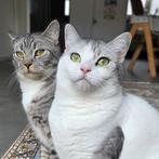 2 lieve jonge katten van 1 zoeken een nieuw huisje, Dieren en Toebehoren, Katten en Kittens | Raskatten | Korthaar, Meerdere dieren
