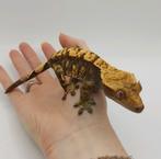 Wimpergekko vrouw, Dieren en Toebehoren, Reptielen en Amfibieën, Overige soorten, 0 tot 2 jaar