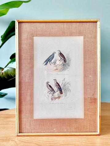 Vintage lijst staalgravure vogelprent beschikbaar voor biedingen