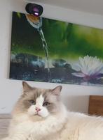 Ragdoll Lilac Bicolor Dekkater, (NIET TE KOOP). PKD, HCM,++., Dieren en Toebehoren, Katten en Kittens | Dekkaters, 3 tot 5 jaar