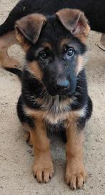 Laatste Duitse herder pup reutje, Dieren en Toebehoren, Honden | Herdershonden en Veedrijvers, Reu, Eén hond, Herder, Nederland