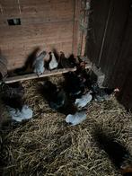 Toom kippen, Dieren en Toebehoren, Pluimvee, Meerdere dieren, Kip