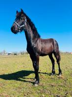 verzorgster gezocht voor onze jaarling ruin, Dieren en Toebehoren, Paarden en Pony's | Overige Paardenspullen, Ophalen, Nieuw