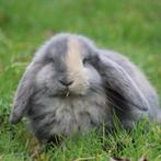 Raszuivere jonge Franse Hangoor koppels van zorgboerderij, Dieren en Toebehoren, Konijnen, Meerdere dieren, Dwerg, Hangoor, 0 tot 2 jaar