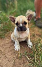 Franse bulldog mix puppy’s, Dieren en Toebehoren, Parvo, Reu, 8 tot 15 weken, Bulldog