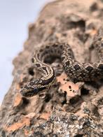 NK25 Elaphe bimaculata, Hagedis, 0 tot 2 jaar