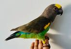 Handtamme super lieve leuke tamme meyer papegaai!, Dieren en Toebehoren, Vogels | Parkieten en Papegaaien, Papegaai, Pratend